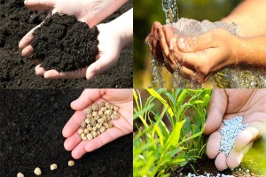 Trồng rau thùng xốp: An toàn cho sức khỏe?
